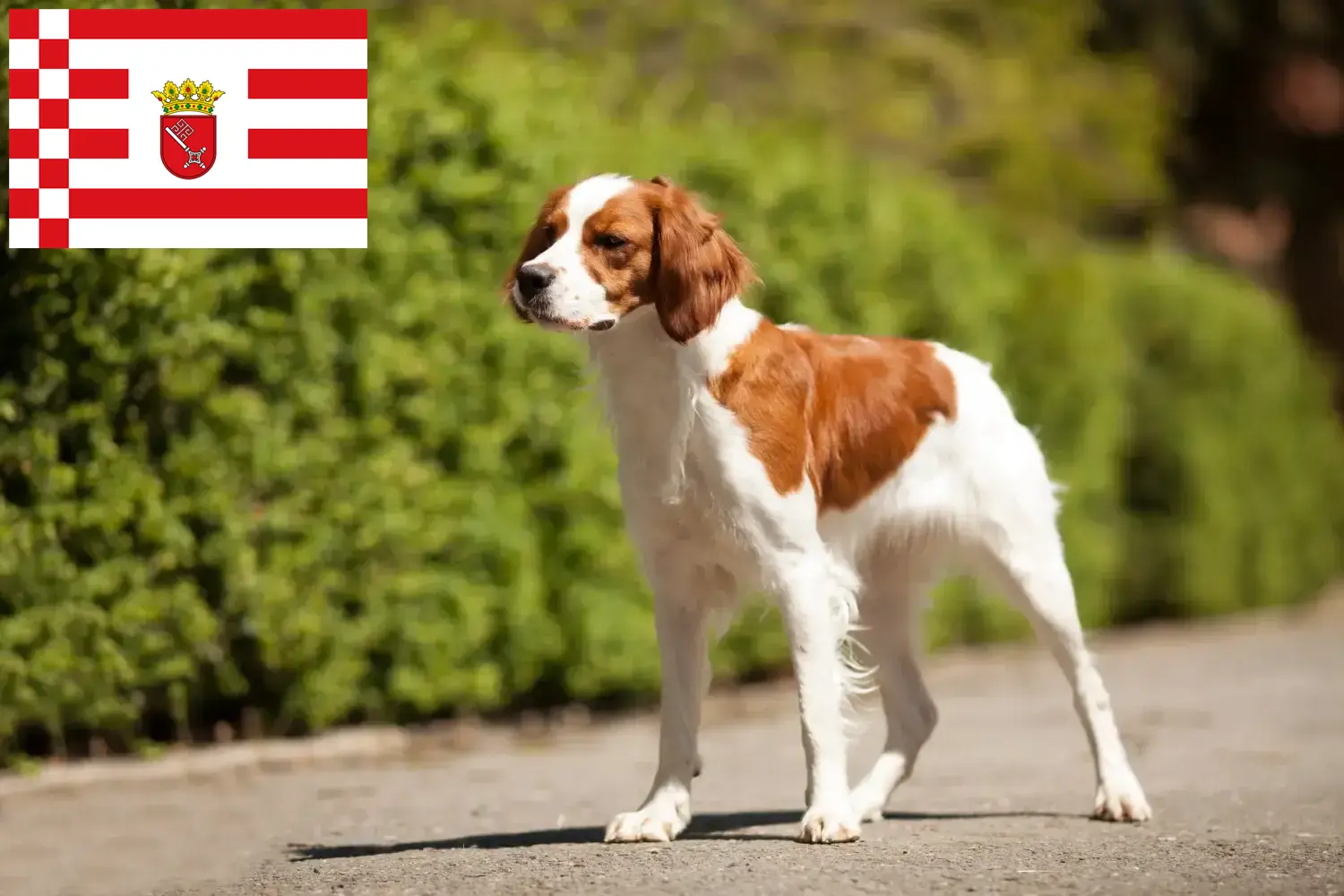 Epagneul Breton puppies and breeders Bremen Here you will find Epagneul Bretons breeders in Bremen.