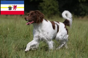 Read more about the article Epagneul Breton breeders and puppies in Mecklenburg-Vorpommern