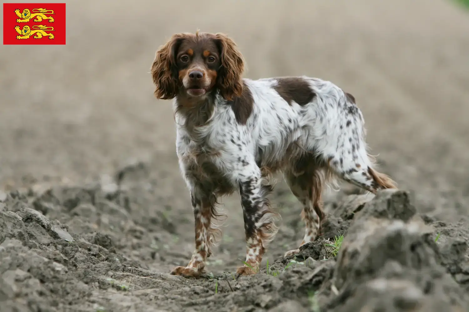 Epagneul Breton puppies and breeders Normandy Here you can find Epagneul Breton breeders in Normandy.
