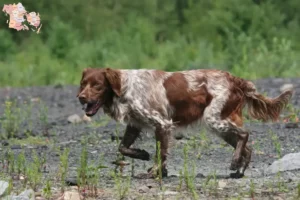 Read more about the article Epagneul Breton breeders and puppies in Syddanmark