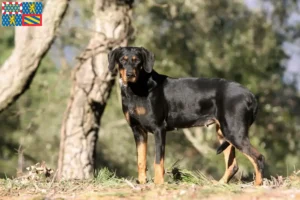 Read more about the article Erdélyi Kopó breeders and puppies in Bourgogne-Franche-Comté