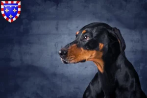 Read more about the article Erdélyi Kopó breeders and puppies in Centre-Val de Loire
