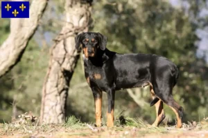 Read more about the article Erdélyi Kopó breeders and puppies in Île-de-France
