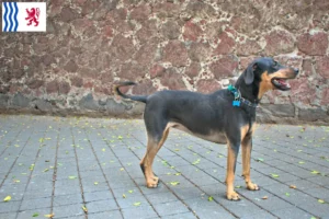 Read more about the article Erdélyi Kopó breeders and puppies in Nouvelle-Aquitaine