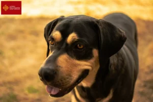 Read more about the article Erdélyi Kopó breeders and puppies in Occitania