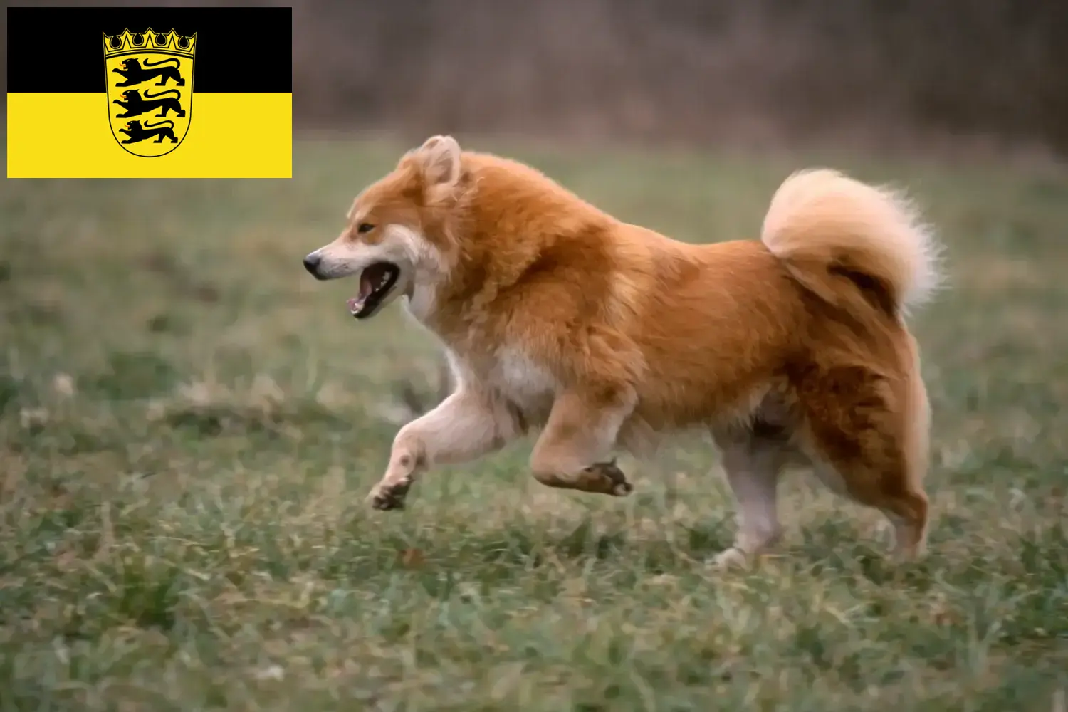 Eurasier puppies and breeders Baden-Württemberg Here you can find Eurasier breeders in Baden-Württemberg.