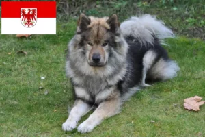 Read more about the article Eurasier breeders and puppies in Brandenburg
