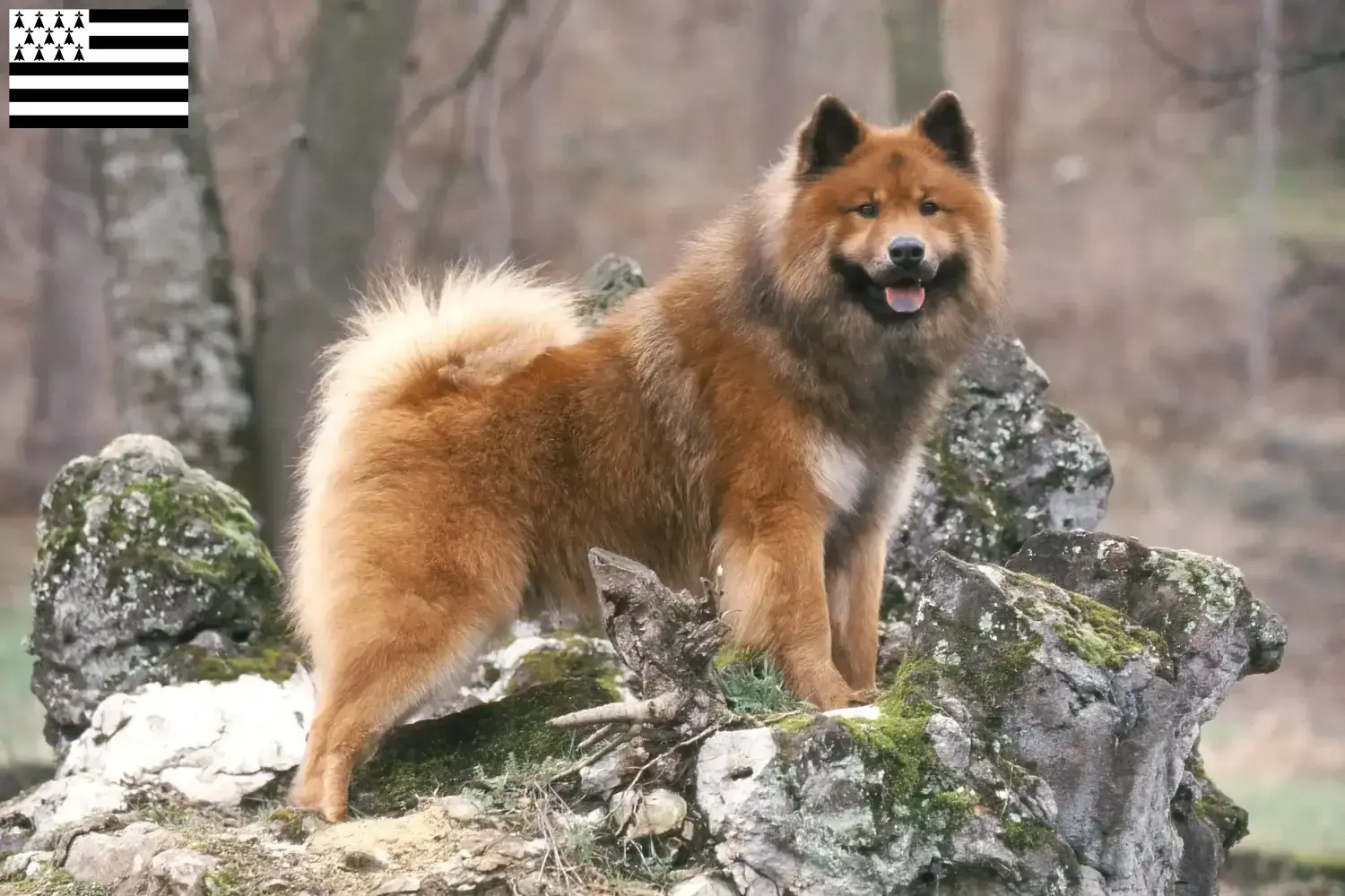 Read more about the article Eurasier breeders and puppies in Brittany