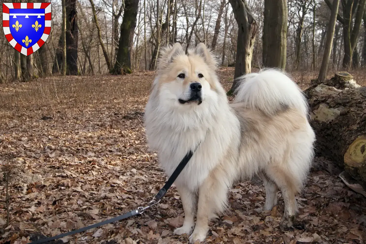 Read more about the article Eurasier breeders and puppies in Centre-Val de Loire