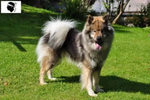 Read more about the article Eurasier breeders and puppies in Corsica