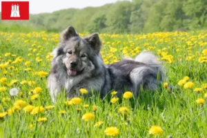 Read more about the article Eurasier breeders and puppies in Hamburg