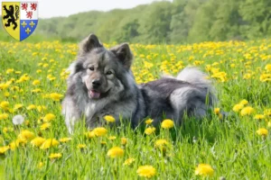 Read more about the article Eurasier breeders and puppies in Hauts-de-France