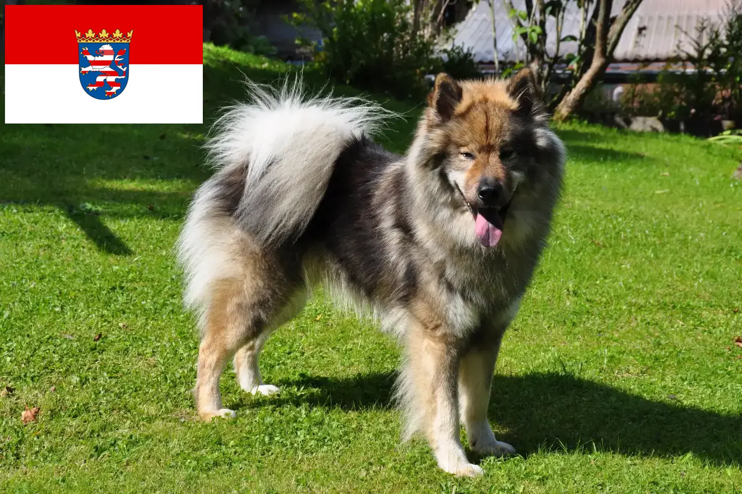 Read more about the article Eurasier breeders and puppies in Hessen