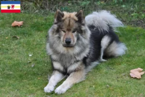 Read more about the article Eurasier breeders and puppies in Mecklenburg-Vorpommern