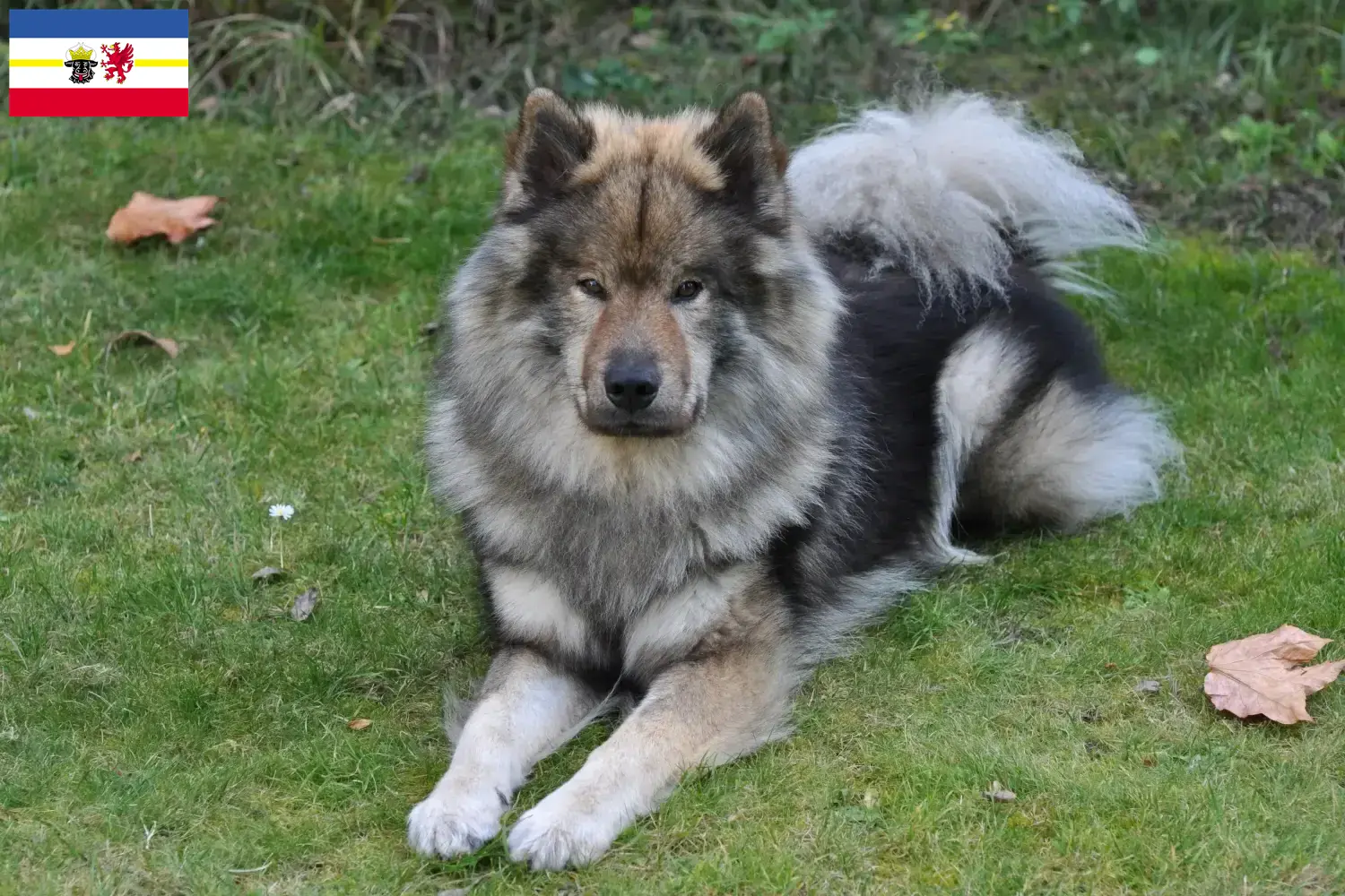 Eurasier puppies and breeders Mecklenburg-Vorpommern Find Eurasier breeders in Mecklenburg-Vorpommern.