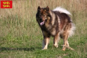 Read more about the article Eurasier breeders and puppies in Normandy