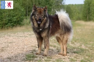 Read more about the article Eurasier breeders and puppies in Nouvelle-Aquitaine