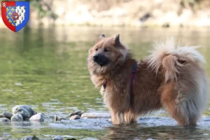 Read more about the article Eurasier breeders and puppies in Pays de la Loire