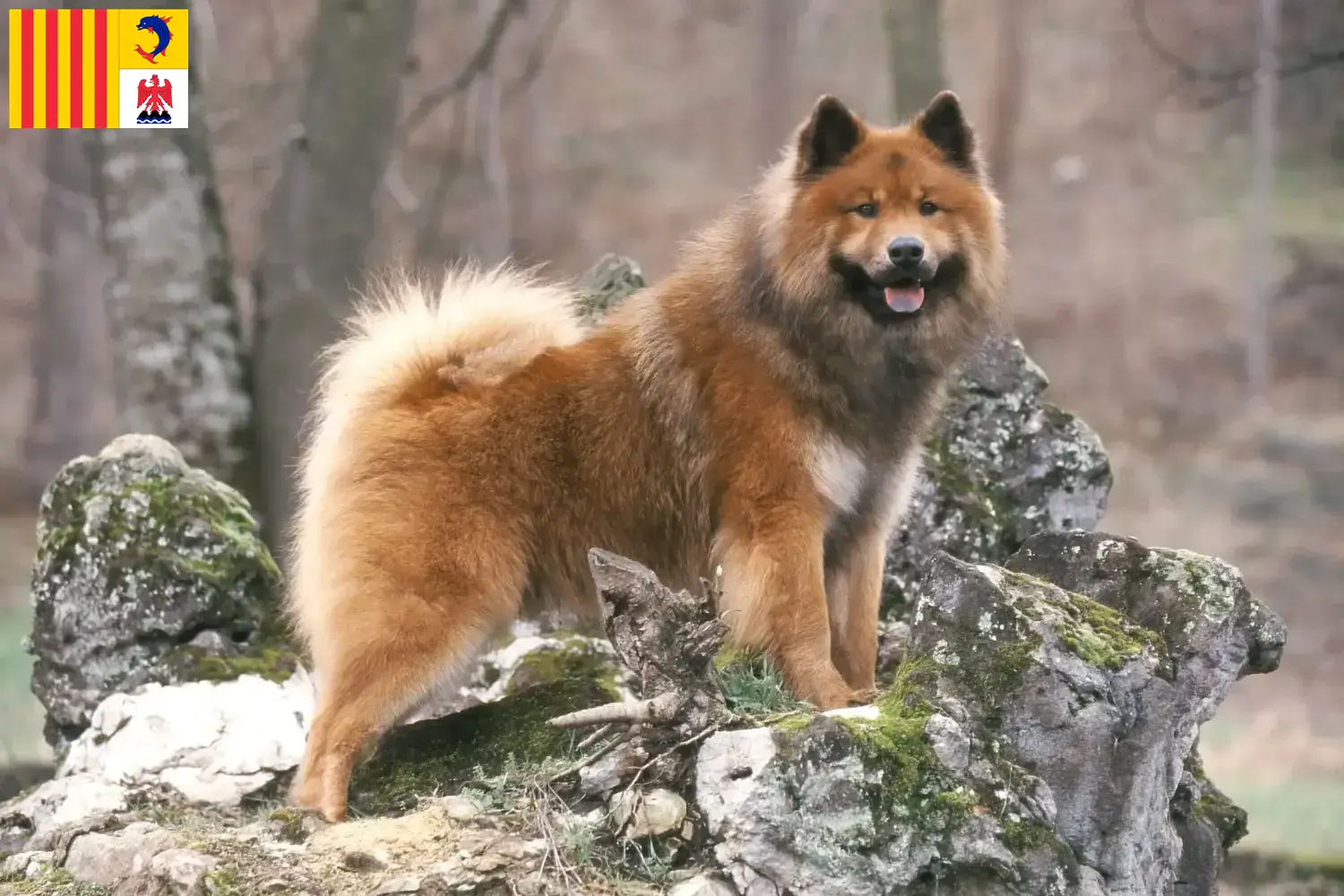 Read more about the article Eurasier breeders and puppies in Provence-Alpes-Côte d’Azur