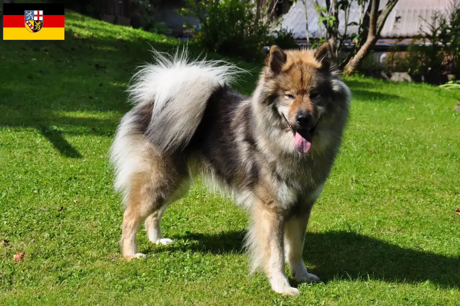 Eurasier puppies and breeders Saarland Here you can find Eurasier breeders im Saarland.