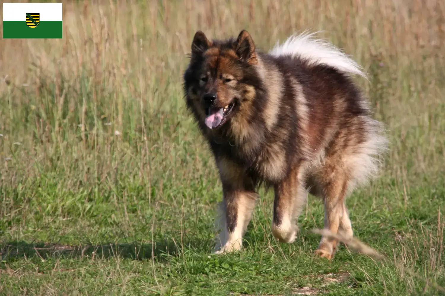 Eurasier puppies and breeders Saxony Here you can find Eurasier breeders in Saxony.