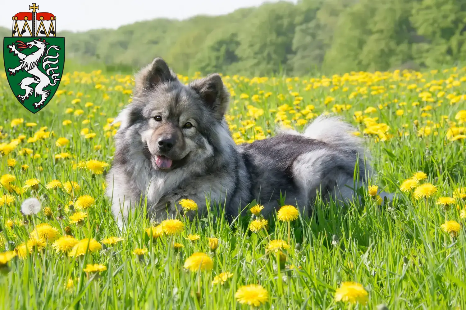Eurasier puppies and breeders Styria Here you can find Eurasier breeders in Styria.