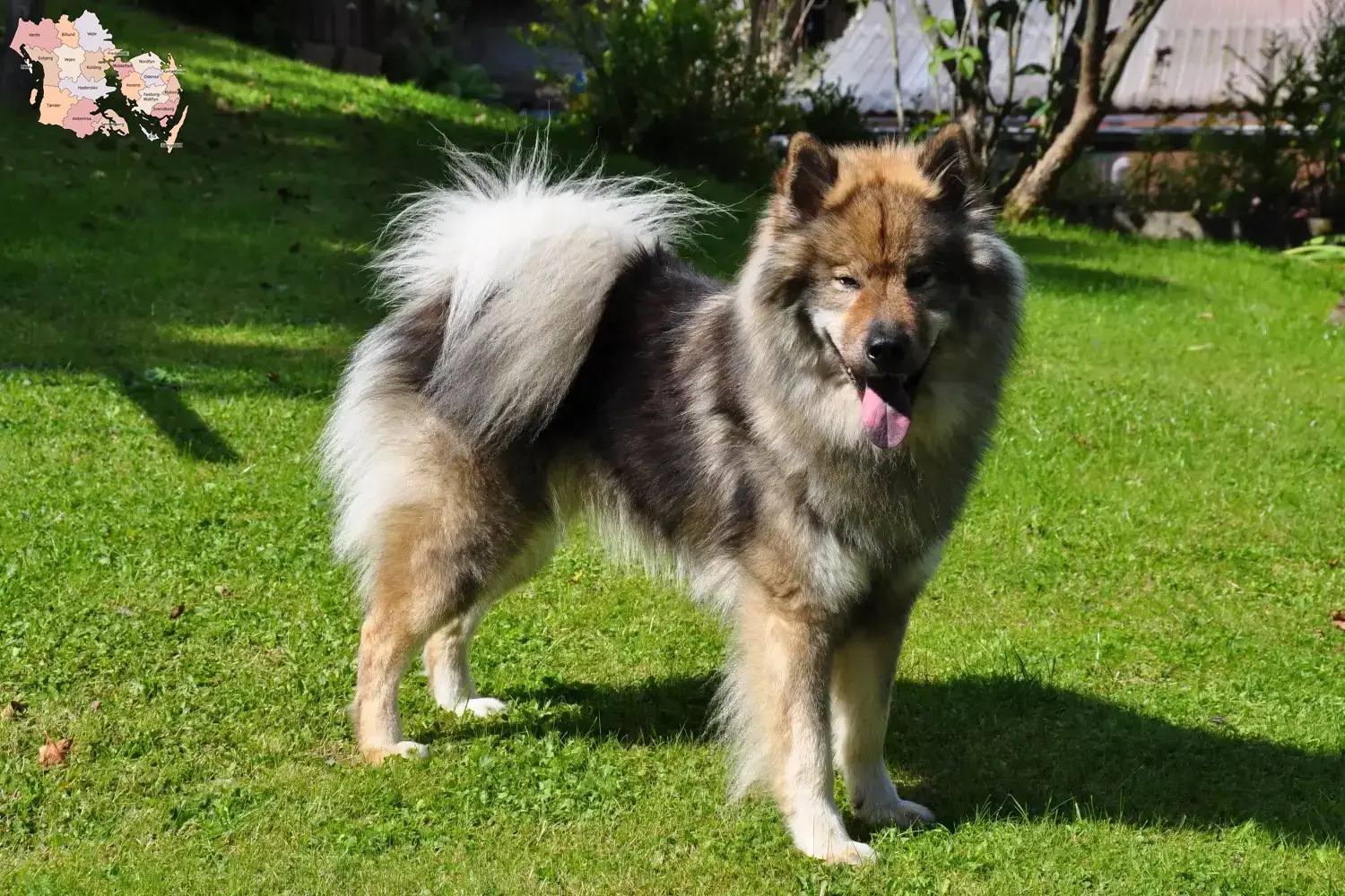 Eurasier puppies and breeders Syddanmark Find Eurasier breeders in Syddanmark here.