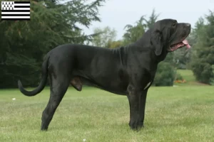 Read more about the article Fila Brasileiro breeders and puppies in Brittany