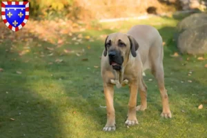 Read more about the article Fila Brasileiro breeders and puppies in Centre-Val de Loire