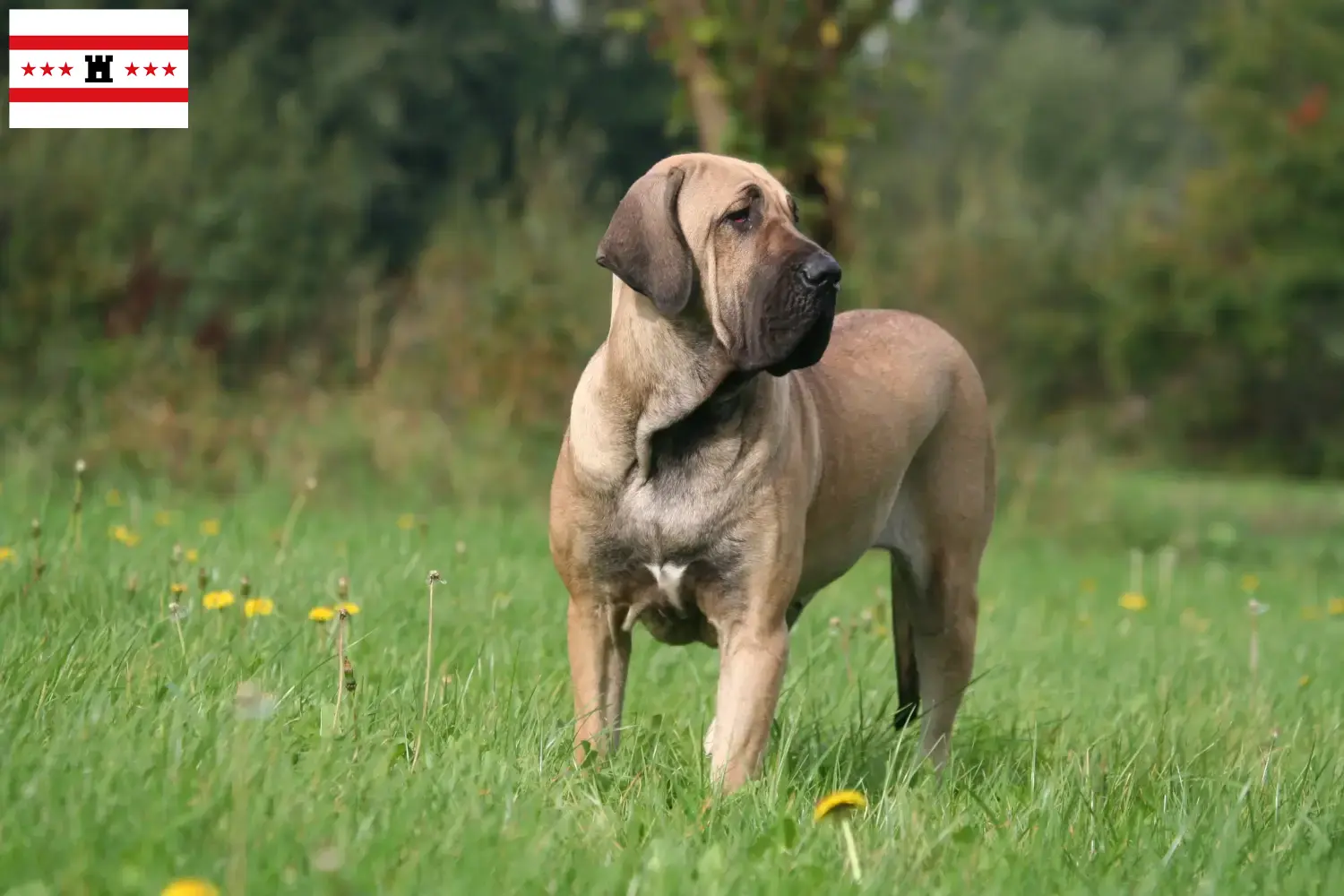 Fila Brasileiro puppies and breeders Drenthe Here you will find Fila Brasileiros breeders in Drenthe.