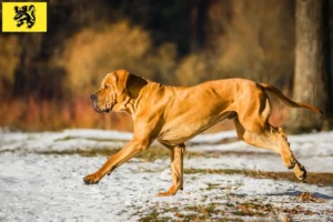 Read more about the article Fila Brasileiro breeders and puppies in Flanders