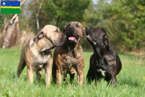 Read more about the article Fila Brasileiro breeders and puppies in Flevoland
