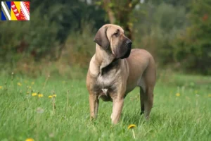 Read more about the article Fila Brasileiro breeders and puppies in Grand Est