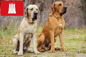 Read more about the article Fila Brasileiro breeders and puppies in Hamburg