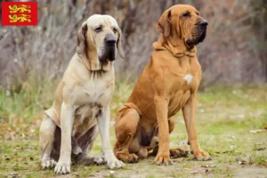 Read more about the article Fila Brasileiro breeders and puppies in Normandy