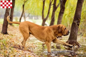 Read more about the article Fila Brasileiro breeders and puppies in North Brabant