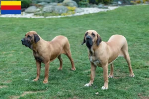Read more about the article Fila Brasileiro breeders and puppies in North Holland