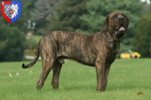 Read more about the article Fila Brasileiro breeders and puppies in Pays de la Loire