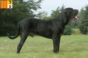 Read more about the article Fila Brasileiro breeders and puppies in Provence-Alpes-Côte d’Azur