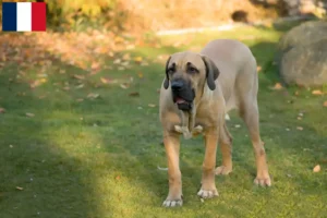 Read more about the article Fila Brasileiro breeders and puppies on Réunion