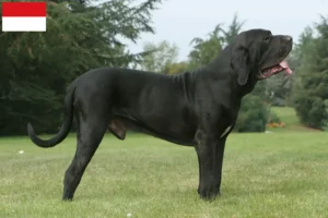 Read more about the article Fila Brasileiro breeders and puppies in Vienna