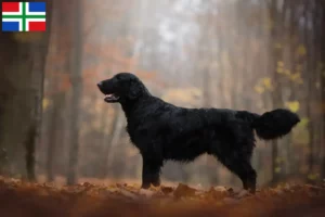 Read more about the article Flat Coated Retriever breeders and puppies in Groningen