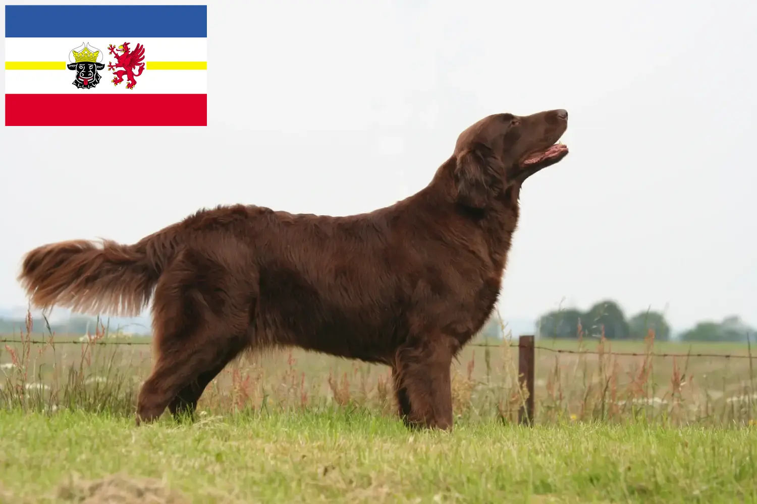Flat Coated Retriever puppies and breeders Mecklenburg-Vorpommern Here you can find Flat Coated Retriever breeders in Mecklenburg-Vorpommern.