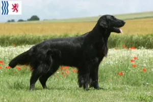 Read more about the article Flat Coated Retriever breeders and puppies in Nouvelle-Aquitaine