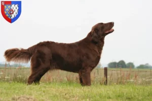 Read more about the article Flat Coated Retriever breeders and puppies in Pays de la Loire