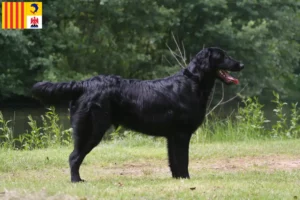 Read more about the article Flat Coated Retriever breeders and puppies in Provence-Alpes-Côte d’Azur
