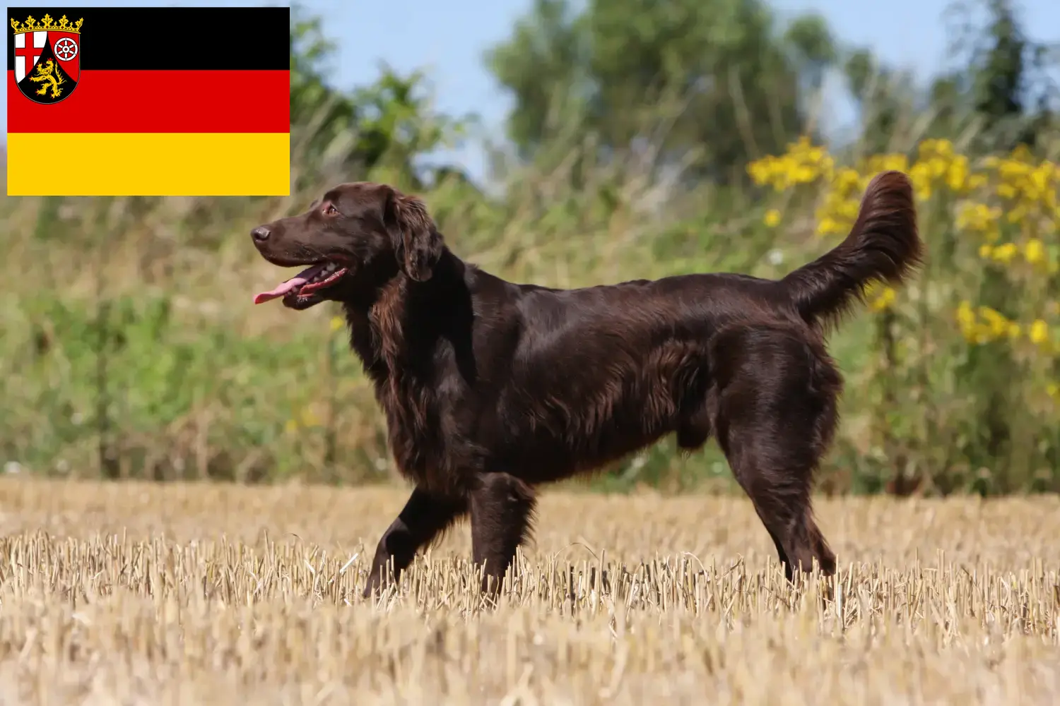 Flat Coated Retriever puppies and breeders Rhineland-Palatinate Here you can find Flat Coated Retriever breeders in Rhineland-Palatinate.