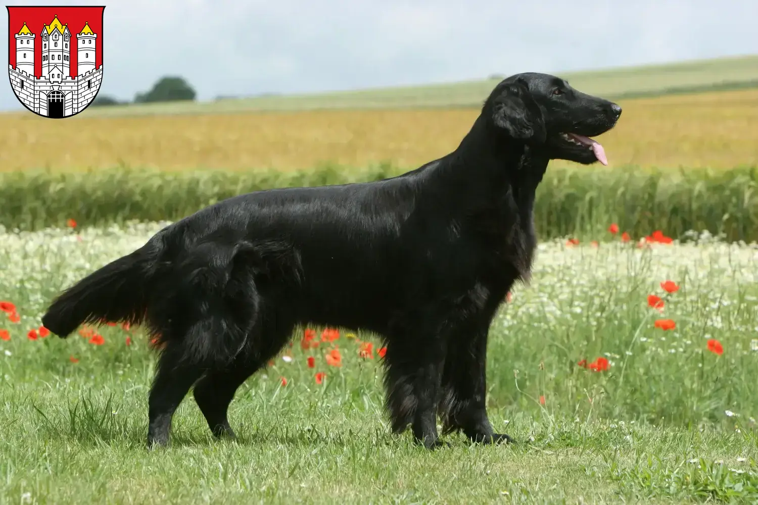 Flat Coated Retriever puppies and breeders Salzburg Here you can find Flat Coated Retriever breeders in Salzburg.