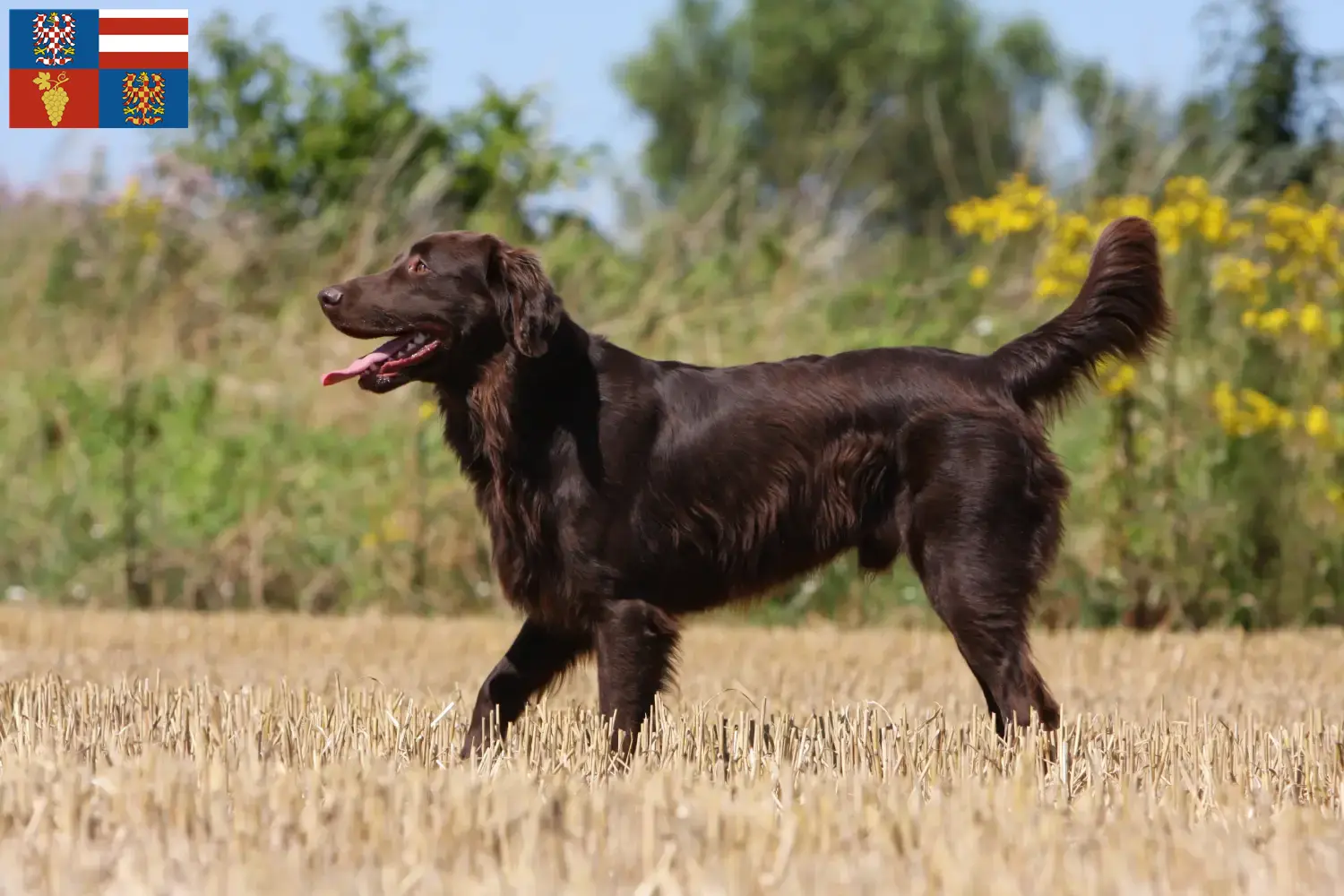 Flat Coated Retriever puppies and breeders South Moravia Here you can find Flat Coated Retriever breeders in South Moravia.