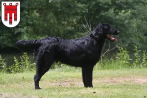 Read more about the article Flat Coated Retriever breeders and puppies in Vorarlberg